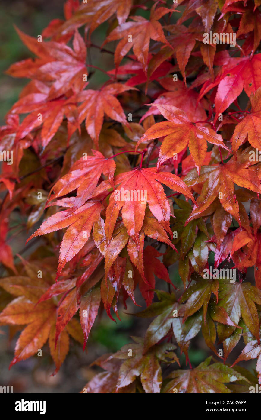 In der Nähe von nassen rot Acer palmatum verlässt nach einem Regenschauer in Westonbirt Arboretum, Gloucestershire, England, Großbritannien Stockfoto