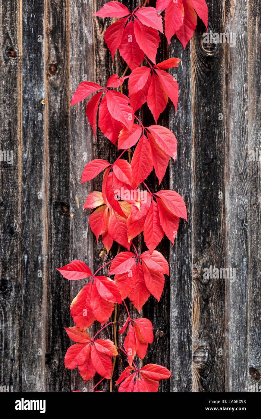 Rot gefärbten Blätter eines Virginia Creeper klettern auf einem alten hölzernen Scheune im Herbst Stockfoto