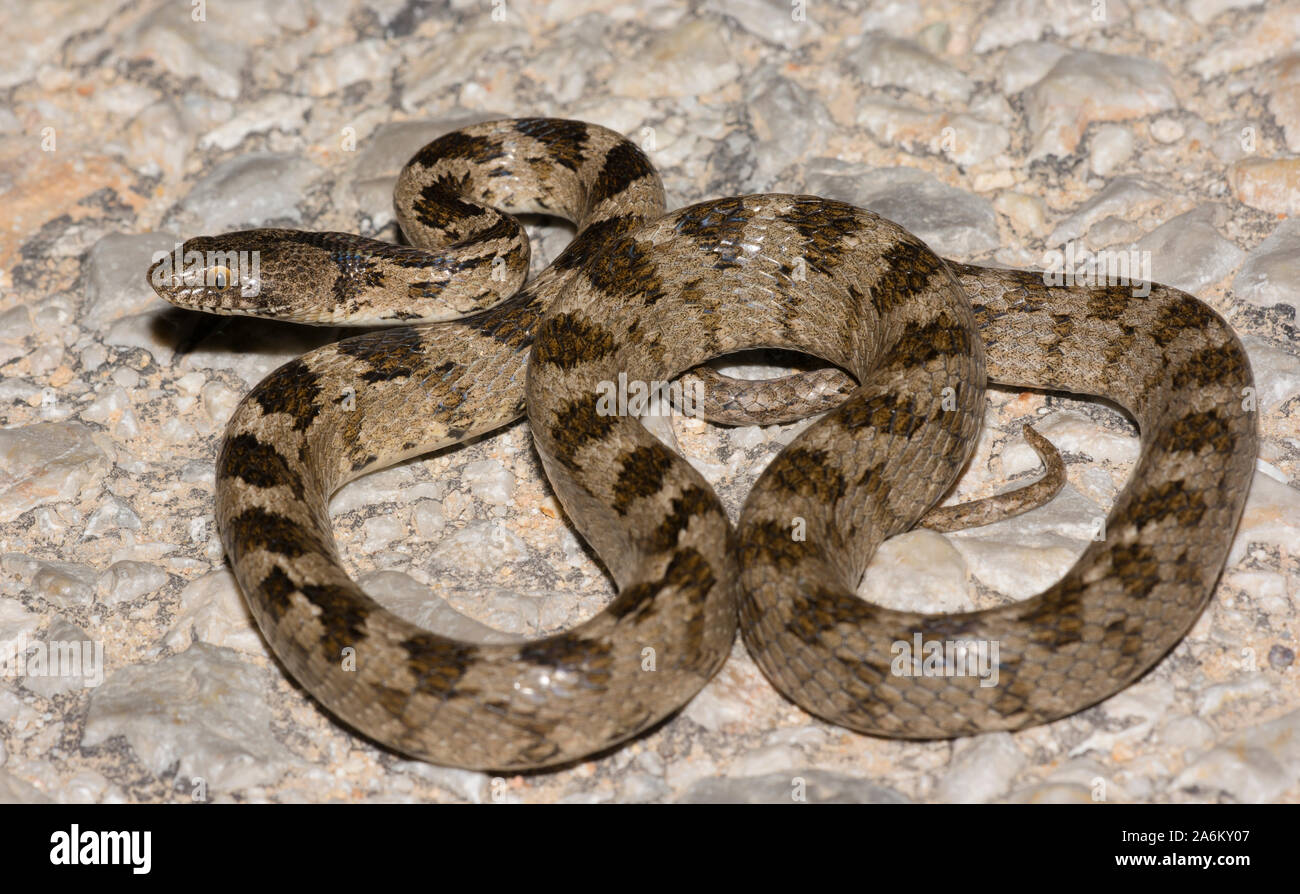 Europäische Cat Snake (Telescopus fallax) auf der griechischen Insel Milos, Kykladen, Griechenland. Stockfoto