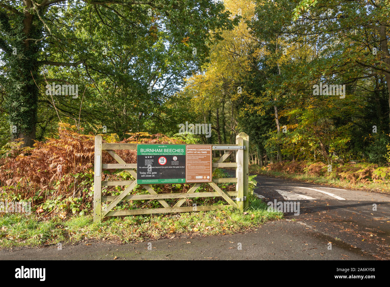 Burnham Beeches National Nature Reserve im Herbst, Buckinghamshire, Großbritannien Stockfoto