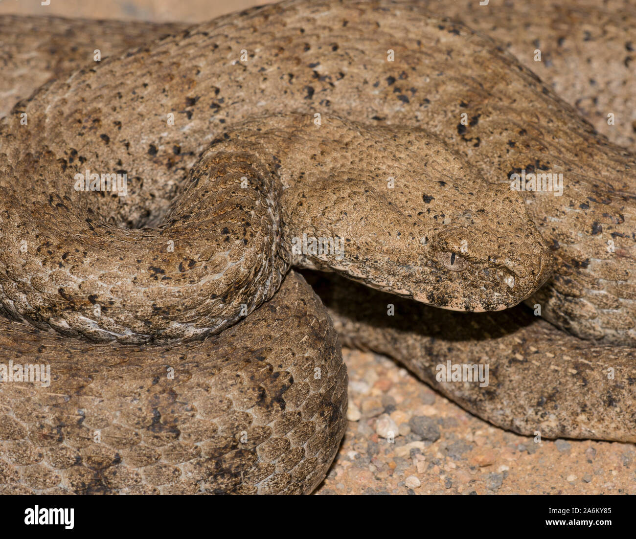 Nach stumpfen Nase Viper (Macrovipera lebetina) auf der griechischen Insel Milos, Kykladen, Griechenland. Stockfoto