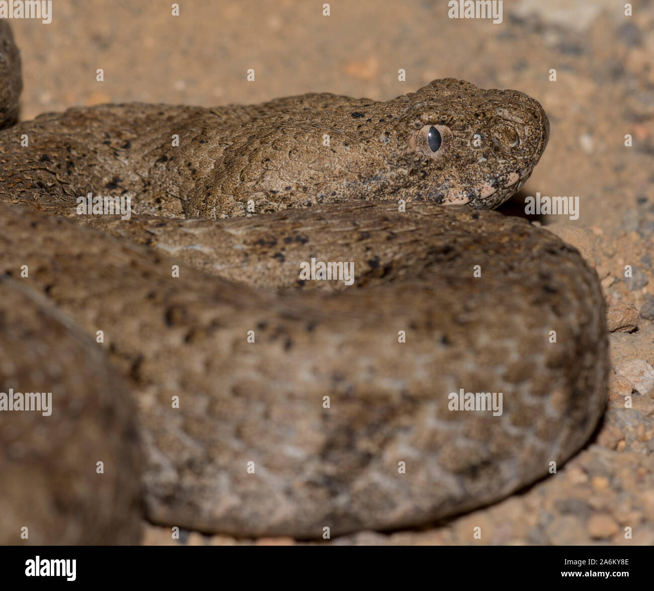 Nach stumpfen Nase Viper (Macrovipera lebetina) auf der griechischen Insel Milos, Kykladen, Griechenland. Stockfoto