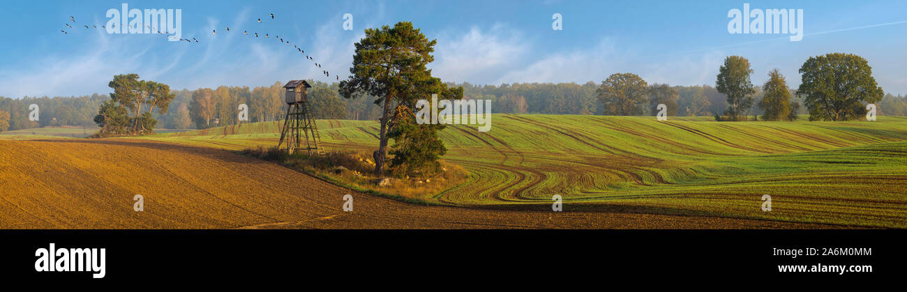 Panorama der Herbst. Bäume in der Nähe des Waldes, den Schlüssel der Gänse gegen den blauen Himmel fliegen Stockfoto