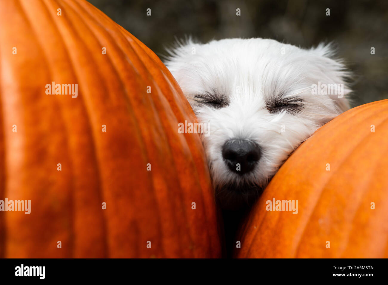 Kleiner Hund napping mit Kopf zwischen zwei große Kürbisse Stockfoto