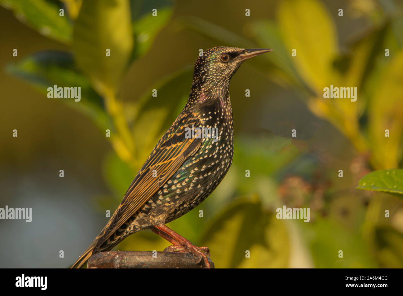 Starling, Sternidae, wilden Garten Vogel, hocken auf einem Zweig in einem britischen Garten Sommer 2019 Stockfoto