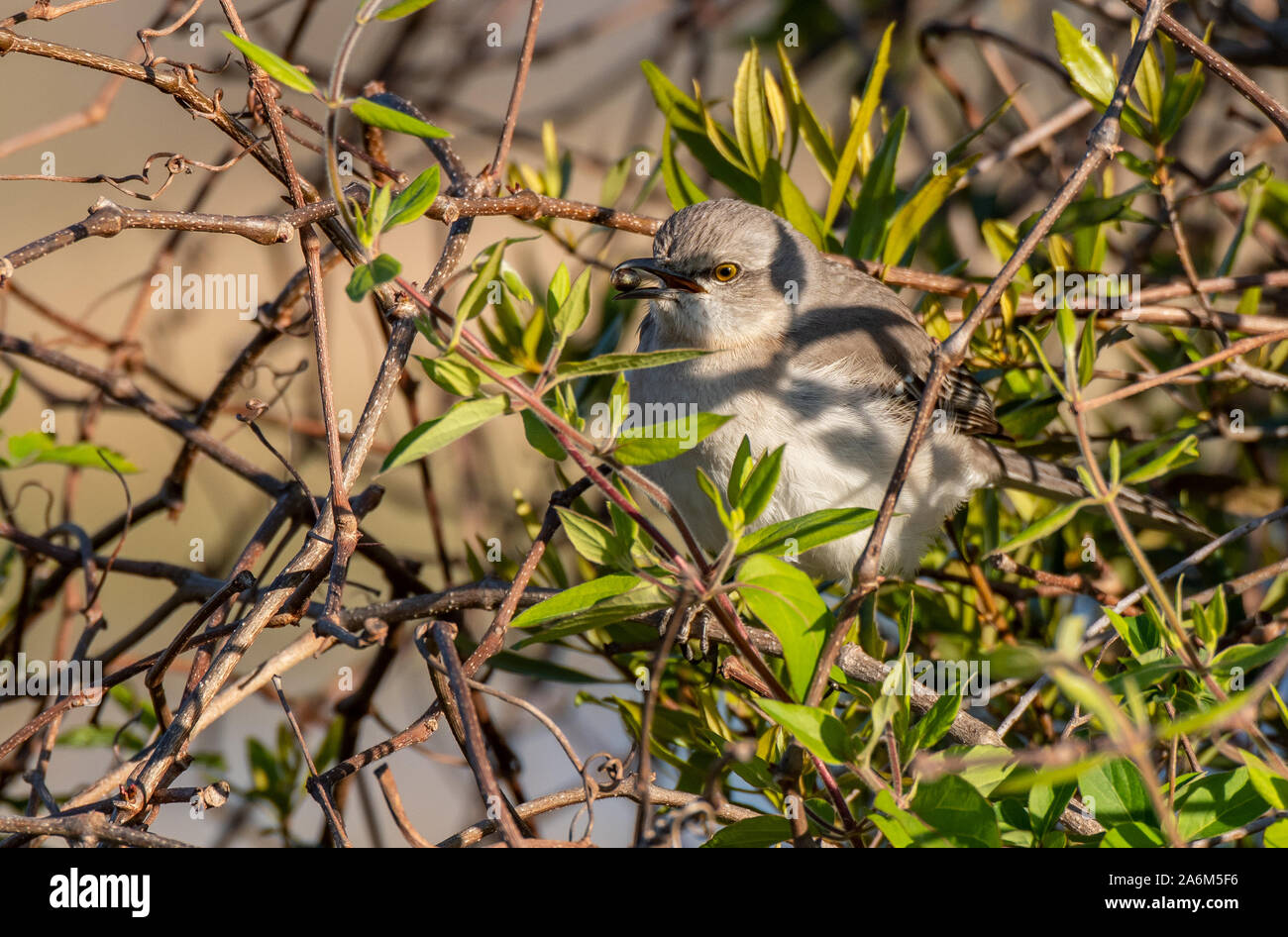 Eine nördliche Mockingbird genießen einige Beeren Stockfoto