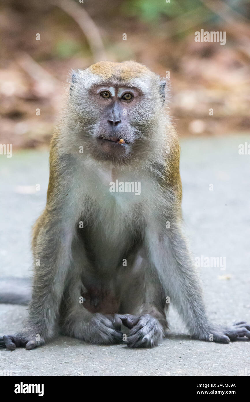 Portrait von gelangweilt und nachdenklichen Affen mit leuchtend gelben Augen und falschen Biss mit hakt, Zahn. Krabbe - Essen macaque oder der Long-tailed Mac Stockfoto