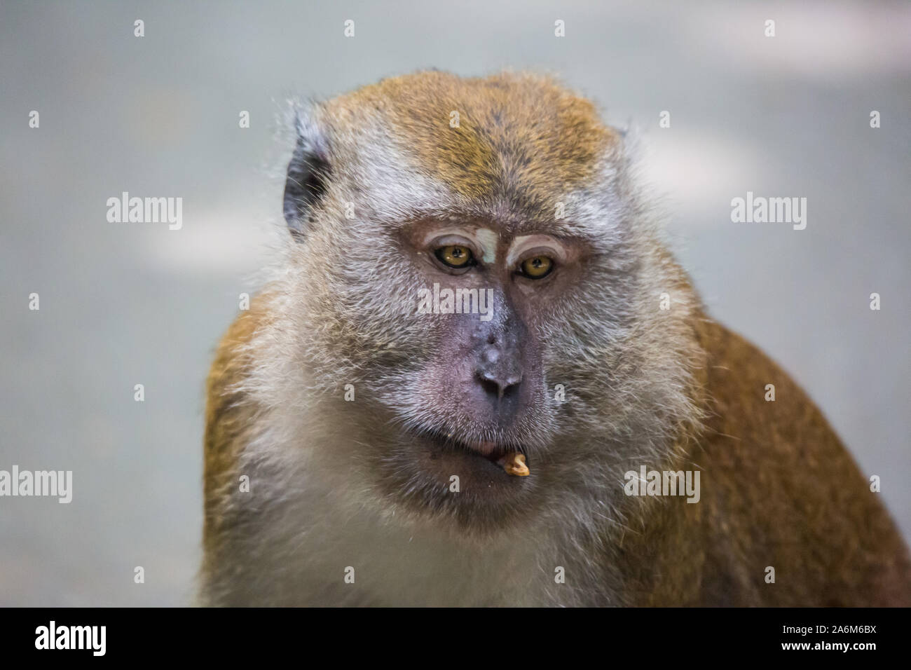 Portrait von gelangweilt und nachdenklichen Affen mit leuchtend gelben Augen und falschen Biss mit hakt, Zahn. Krabbe - Essen macaque oder der Long-tailed Mac Stockfoto