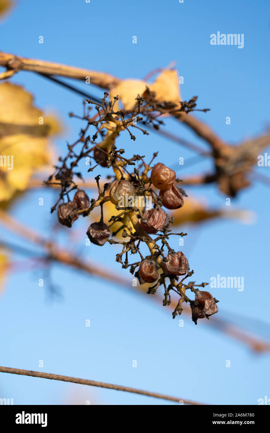 Unharvested verschrumpelte Trauben auf einem europäischen Weinreben im Herbst, wo die Tiere die meisten Trauben gegessen, Langenlois, Niederösterreich Stockfoto