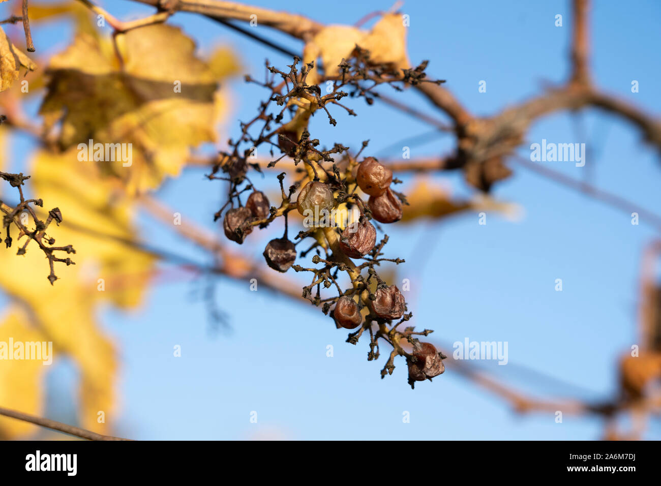 Unharvested verschrumpelte Trauben auf einem europäischen Weinreben im Herbst, wo die Tiere die meisten Trauben gegessen, Langenlois, Niederösterreich Stockfoto