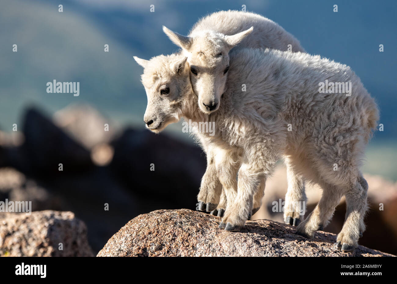 Adorable Bergziege Kid Geschwister in der Colorado Rocky Mountains Stockfoto