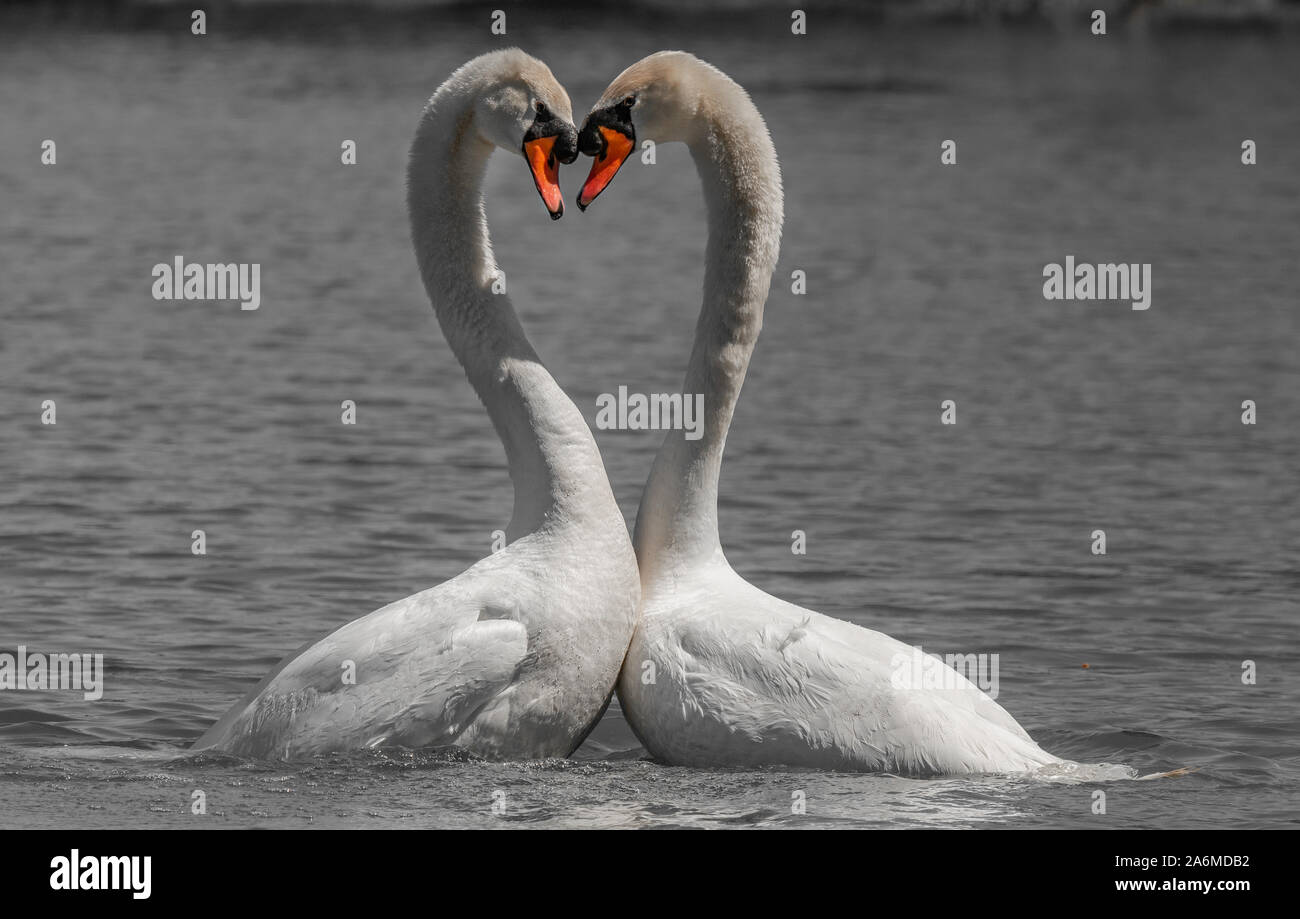 Eine Mute swan Paar bilden eine perfekte Herzform mit ihren langen Hälsen Stockfoto