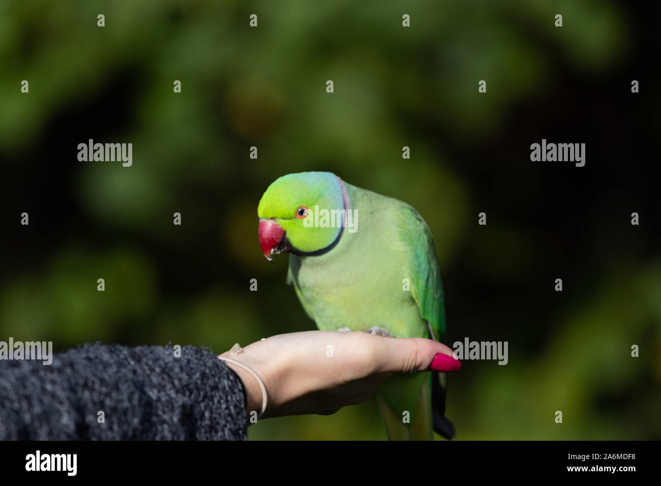 Sittich Essen von Womans Hand Stockfoto