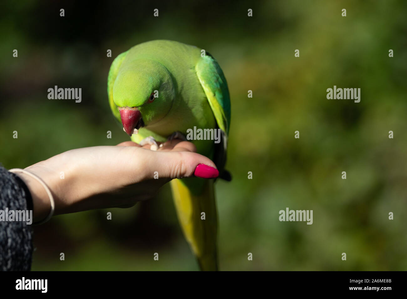 Sittich Essen von Womans Hand Stockfoto