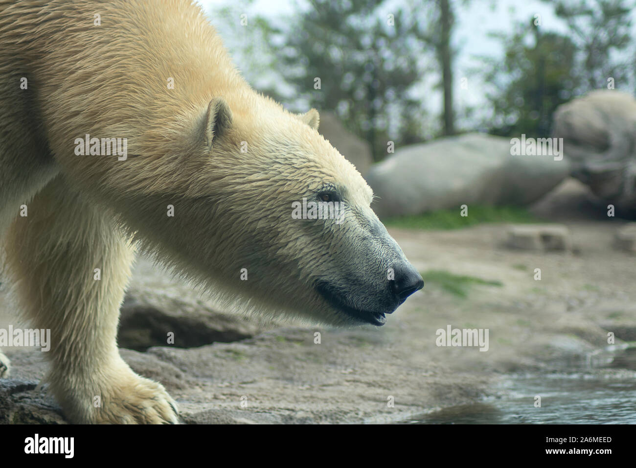 Polar Bear close up Stockfoto