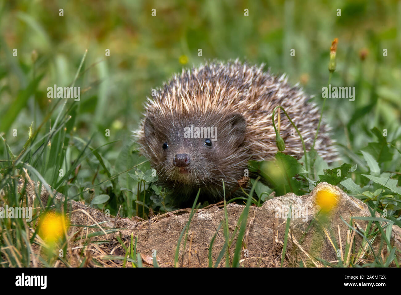 Hedgehog. Northern white-breasted Igel-Erinaceus roumanicus Stockfoto