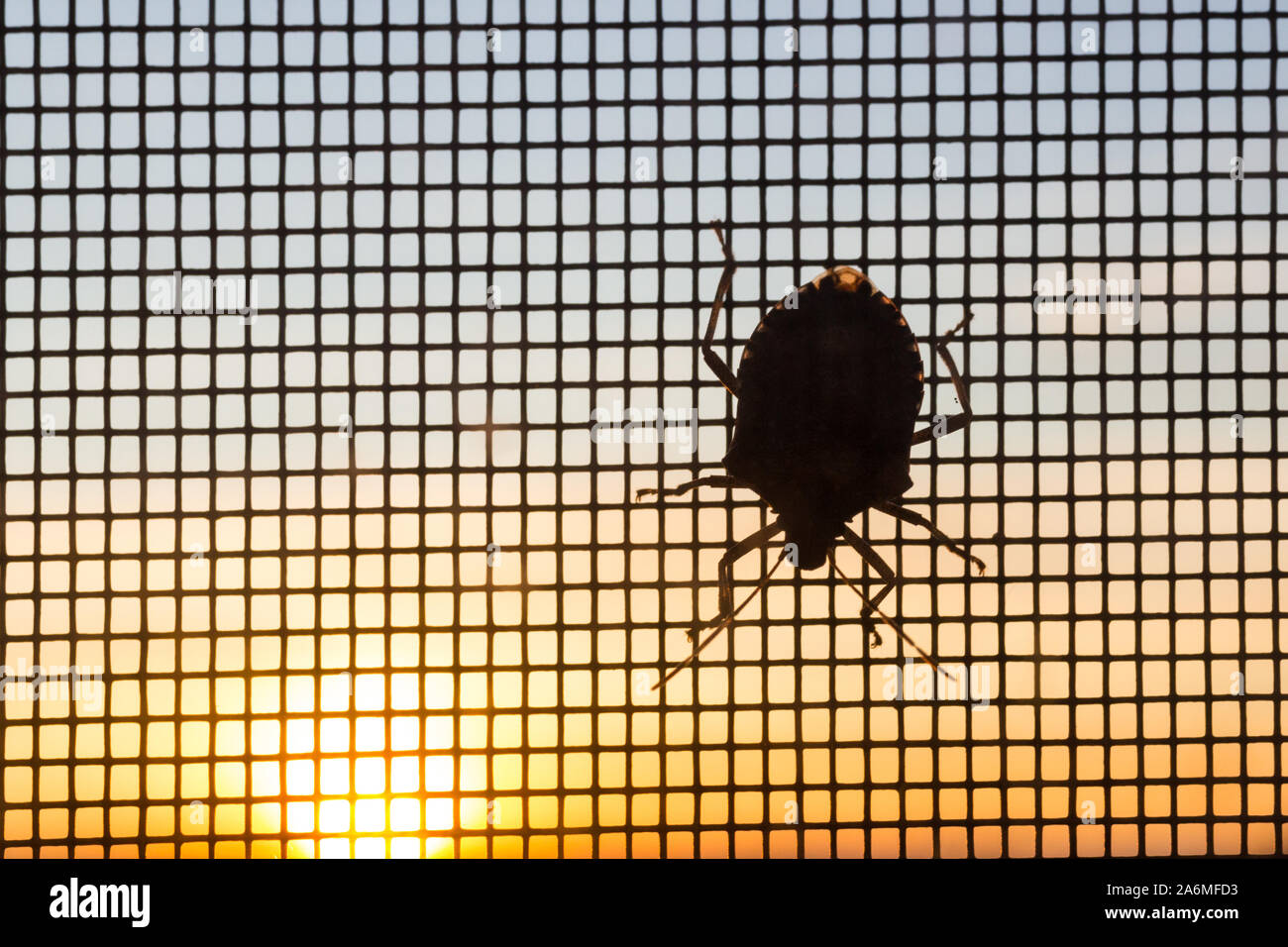 Silhouette einer braunen marmorated Halyomorpha halys stinken Bug auf Moskitonetz bei Sonnenuntergang, Ungarn, Europa Stockfoto