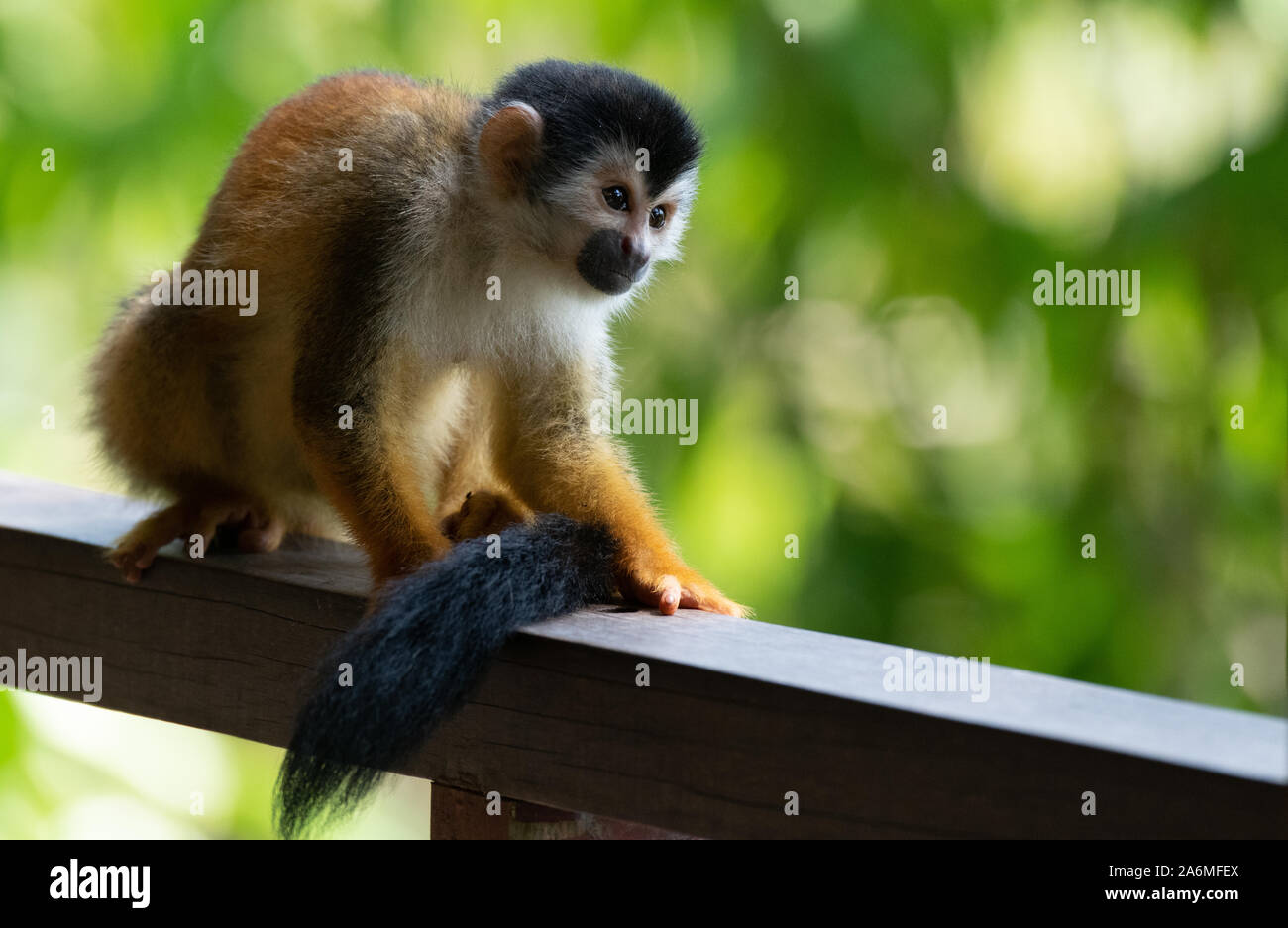 Eine entzückende Zentralamerikanischen Totenkopfäffchen Stockfoto