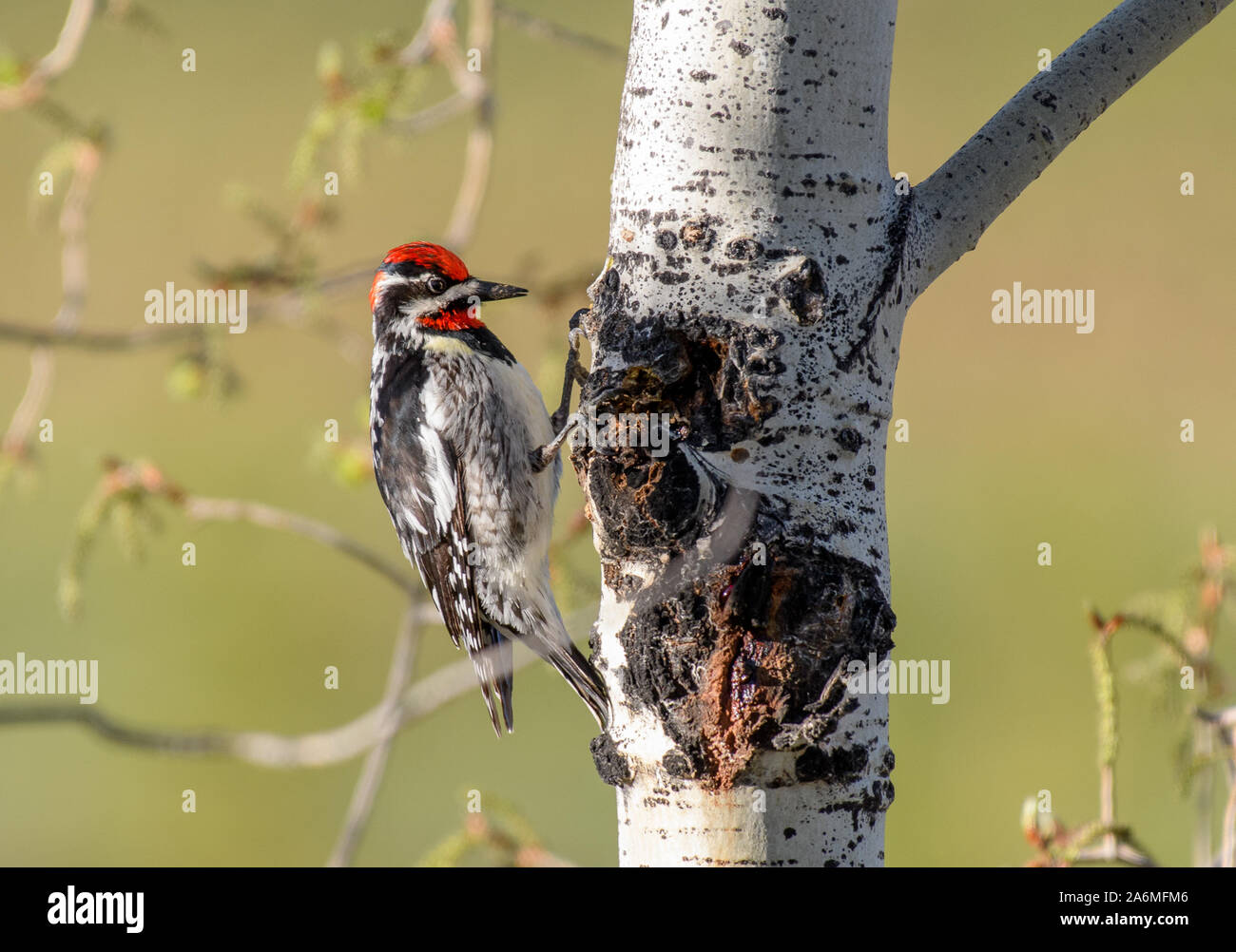 Ein rot-naped Sapsucker auf der Suche nach Lebensmittel in einer Aspen Tree Stockfoto