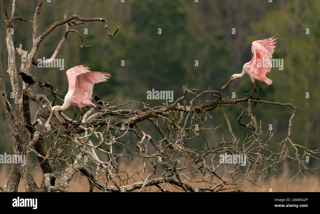 Schöne Roseate Löffler in einem Baum Stockfoto