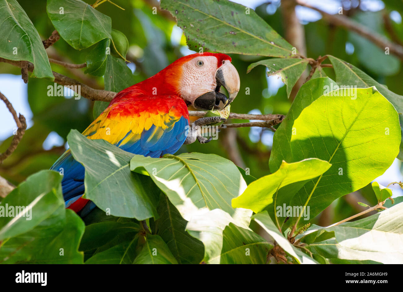 Ein wunderschönes und farbenfrohes hellrote Ara auf der Osa Halbinsel in Costa Rica Stockfoto