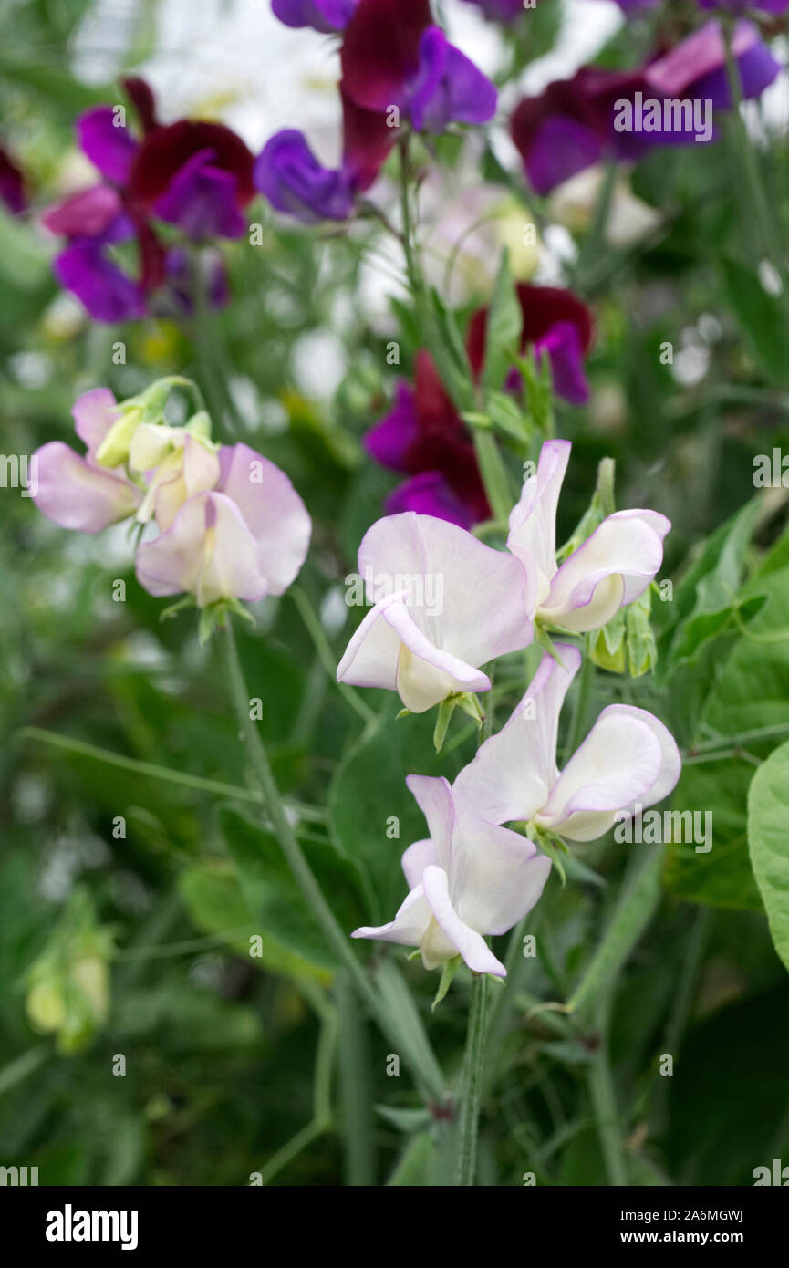 Lathyrus Odoratus "Duft" - Sweet Pea "Duft" - Lathyrus Odoratus Matucana - Juli Stockfoto