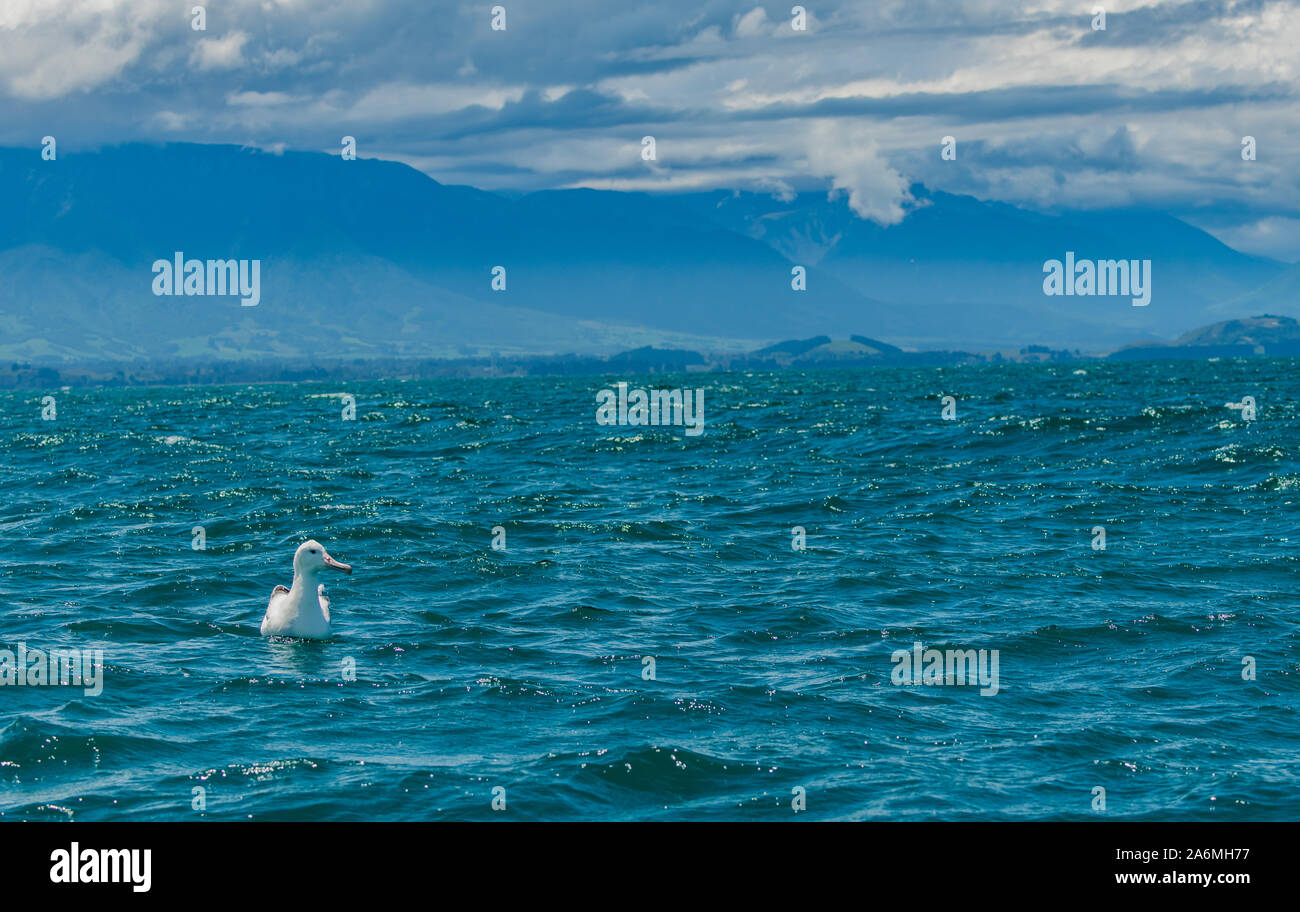 Ein einsamer Royal Southern Albatross Schwimmen im Meer Stockfoto
