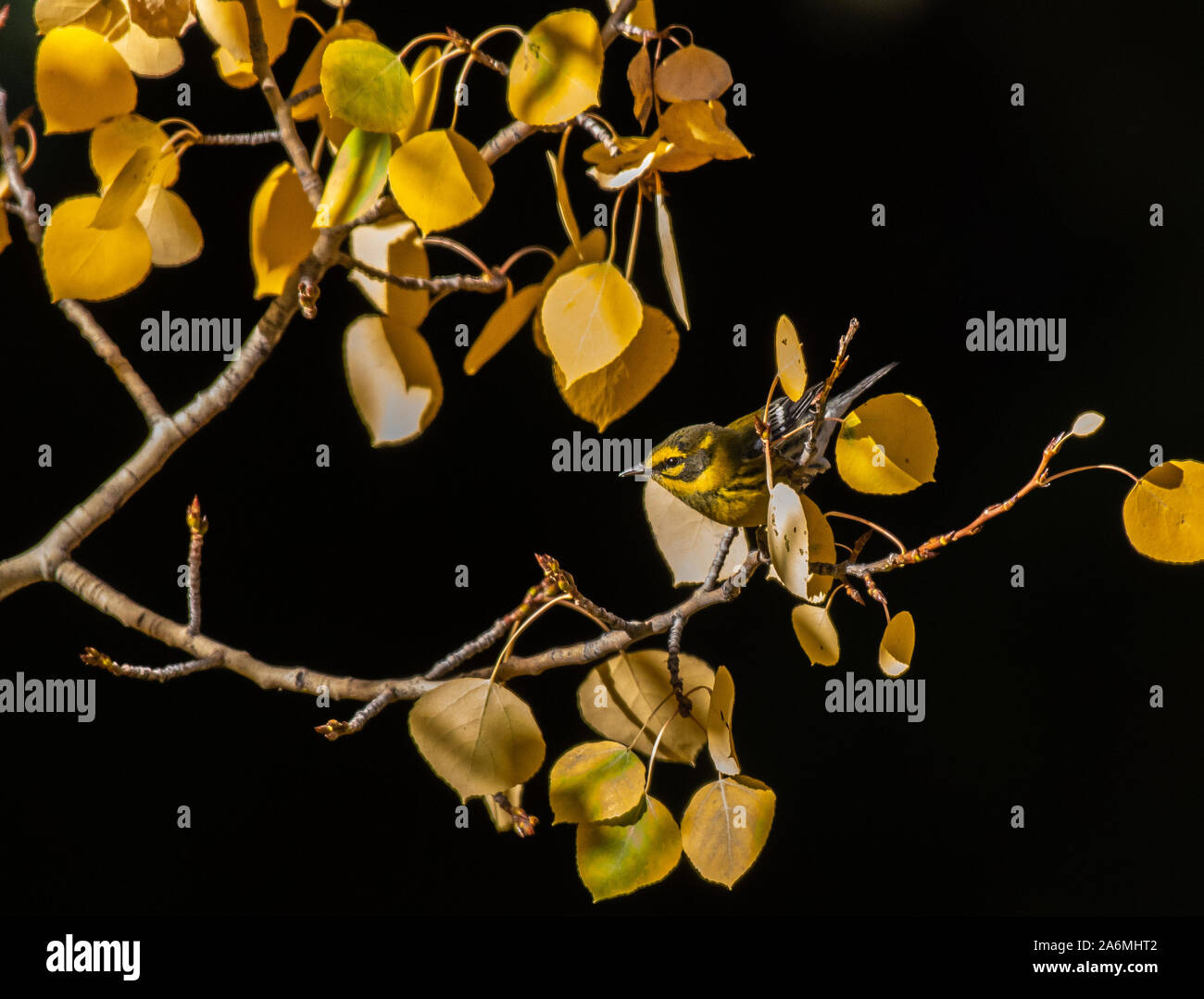 Eine hübsche Townsend's Warbler unter goldenen Blätter eines Aspen Tree Stockfoto