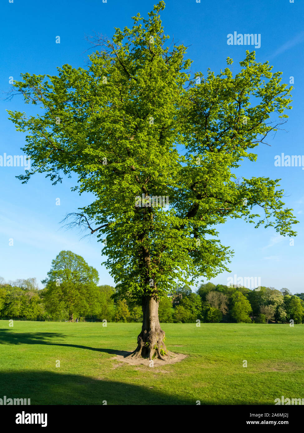 Baum im Sommer, blauer Himmel Stockfoto