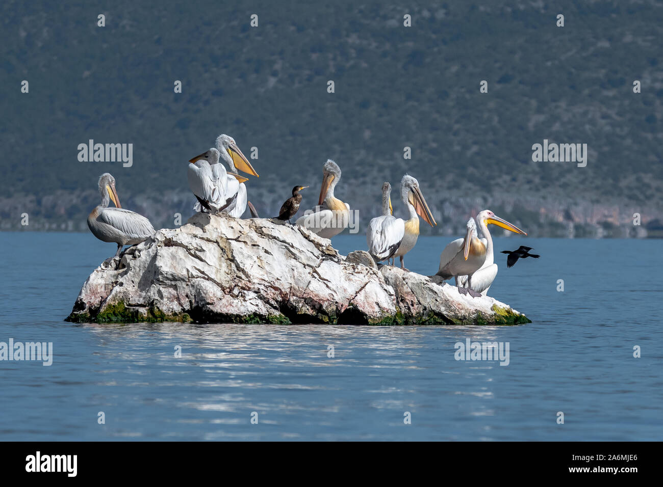 Krauskopfpelikan - Pelecanus crispus. Die massive Mitglied der Pelican Familie, und vielleicht der weltweit größte Süßwasser-Vogel. Stockfoto