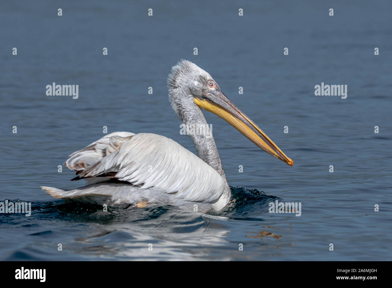 Krauskopfpelikan - Pelecanus crispus. Die massive Mitglied der Pelican Familie, und vielleicht der weltweit größte Süßwasser-Vogel. Stockfoto