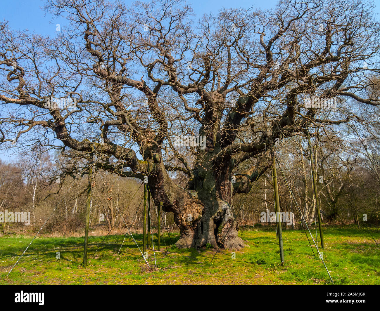 Große Eiche, Sherwood Forest, traditionelle Versteck von Robin Hood, Nottinghamshire Stockfoto