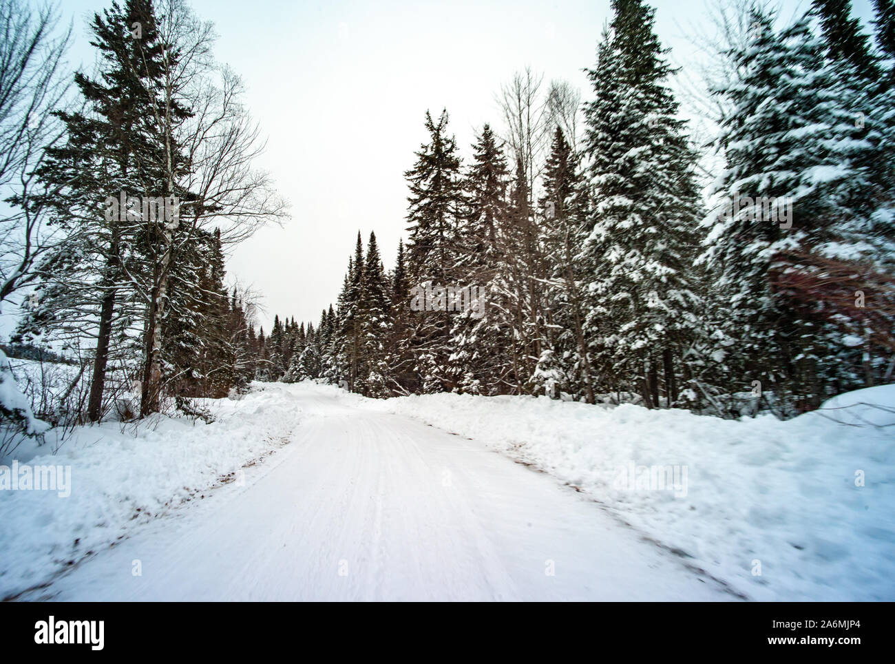 Straße von Bäumen voller Schnee in Québec / Kanada Umgeben Stockfoto