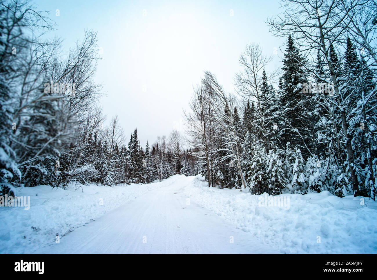 Straße von Bäumen voller Schnee in Québec / Kanada Umgeben Stockfoto