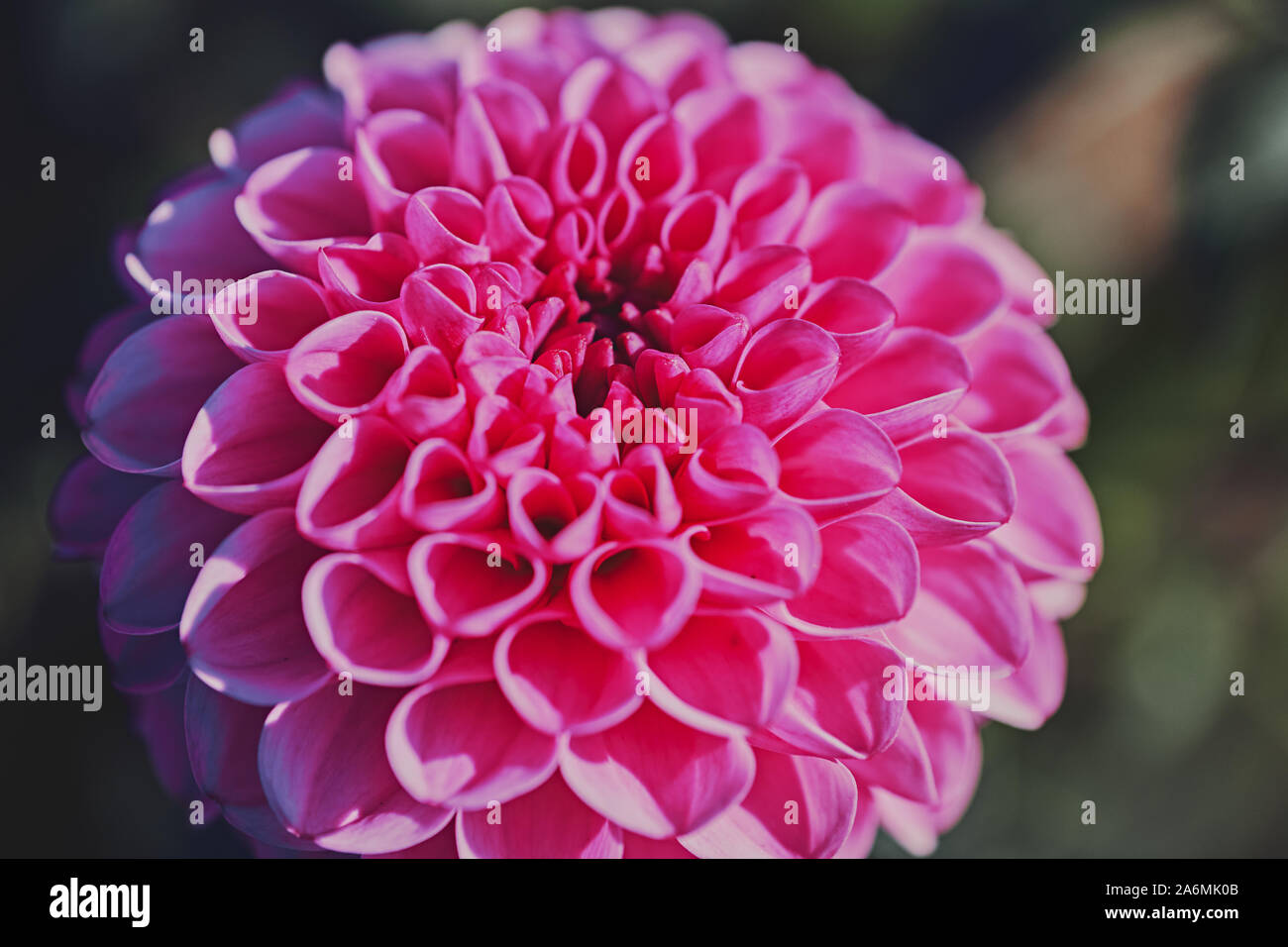 Nahaufnahme einer rosa pompon Dahlien mit dem Namen - Franz Kafka Stockfoto