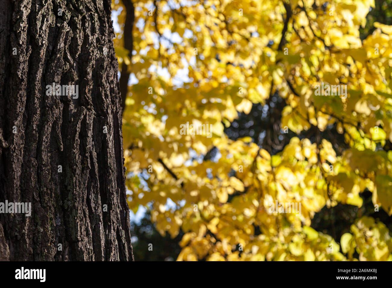 Nahaufnahme von einem Baum und seine Rinde gegen gelbe Blätter. Der Herbst ist angekommen und das Laub ist der Wechsel zu hell und virbrant Farben. Stockfoto