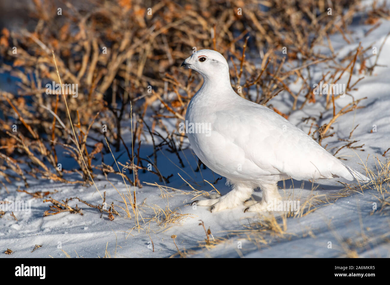 Eine White-tailed Ptarmigan Hiding in plain Sight Stockfoto