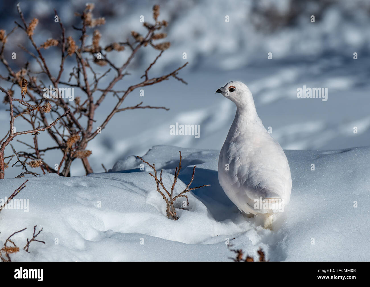 Eine White-tailed Ptarmigan Hiding in plain Sight Stockfoto