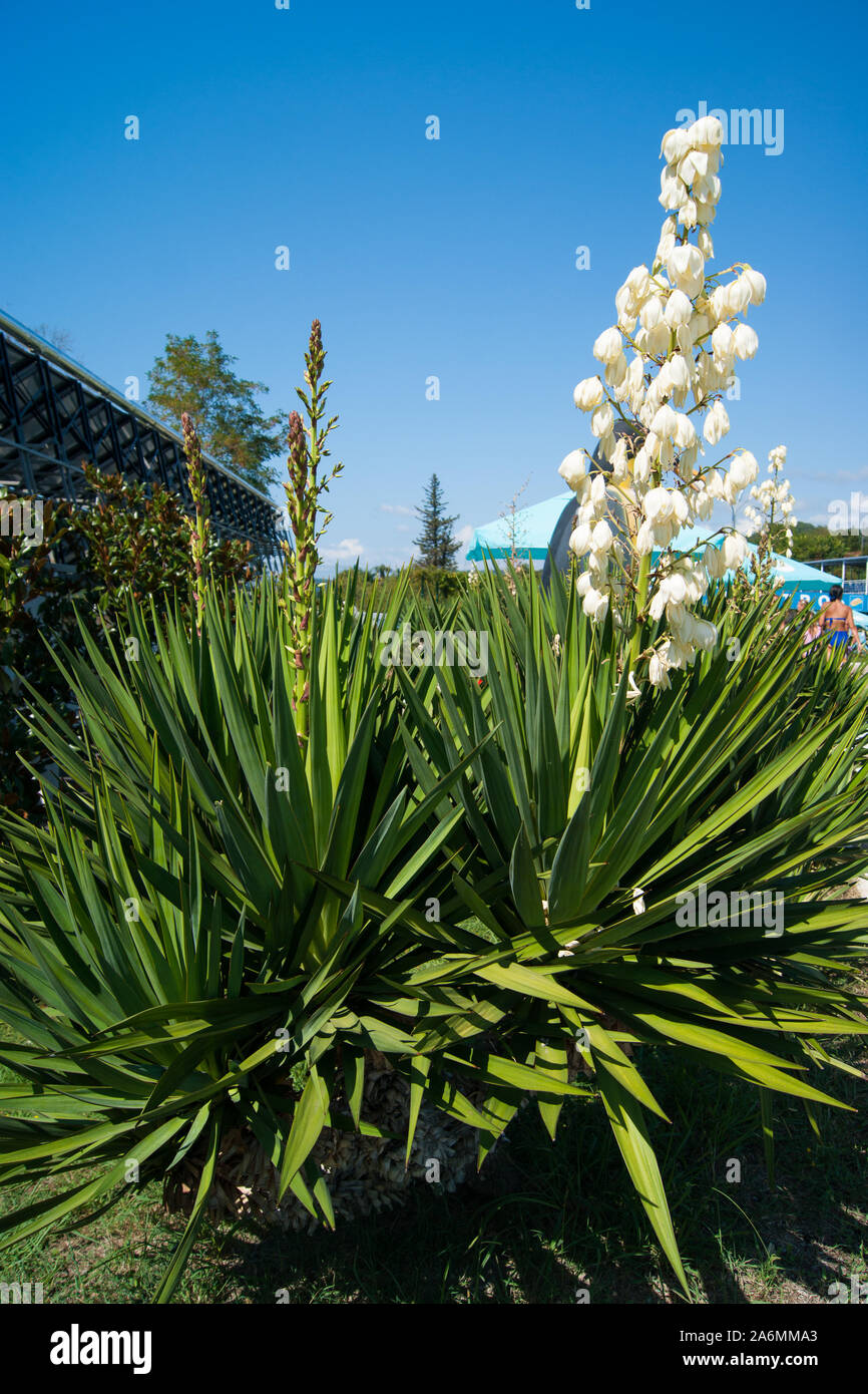 Kleine blhende Palm Tree-Blue Agave mit einem riesigen Fackel der Weien,  groen Blten gegen einen klaren blauen Himmel Stockfotografie - Alamy