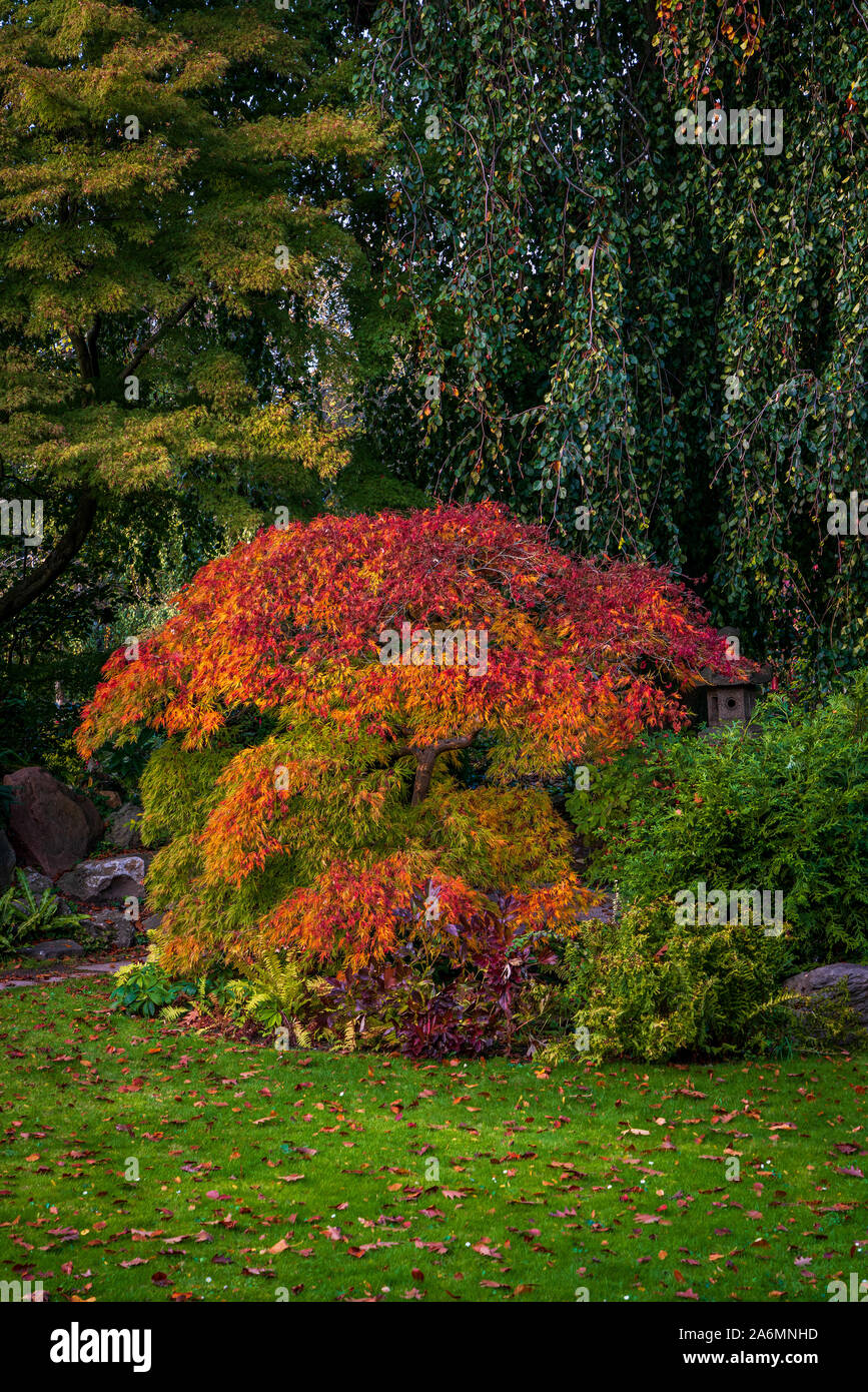 Bunte Bäume im Herbst im Park Stockfoto