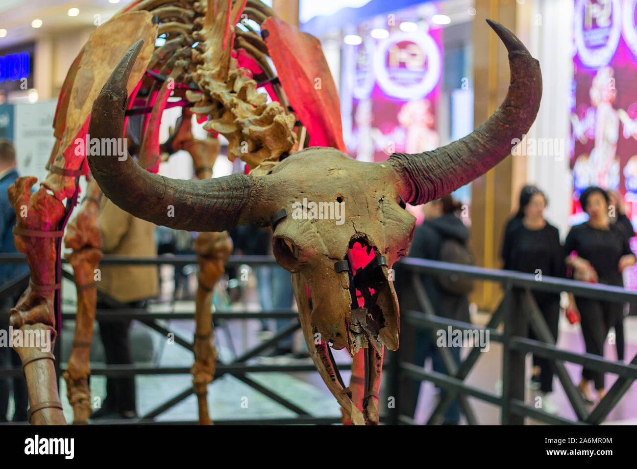 Ebenen bisonschädel Hörner geschichte natur Tier Stockfoto