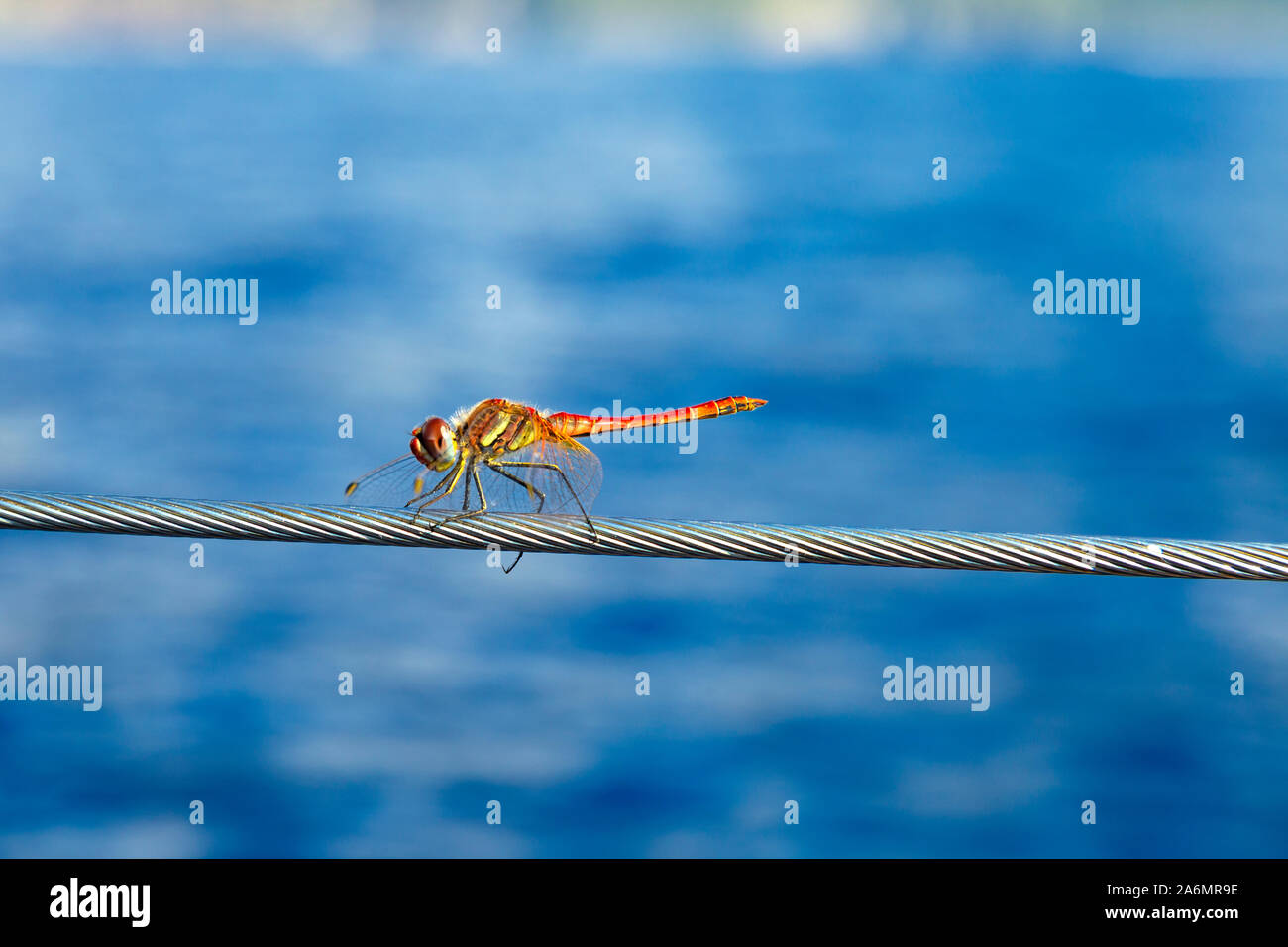 Libelle sitzt auf einem Draht aus Stahl Stockfoto