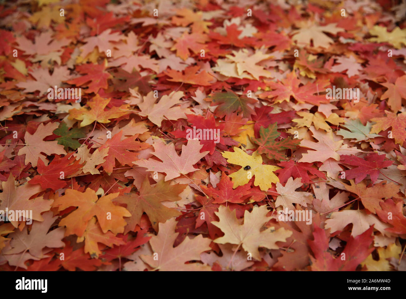 Ahornblätter, die den Boden unter den Baum. Stockfoto