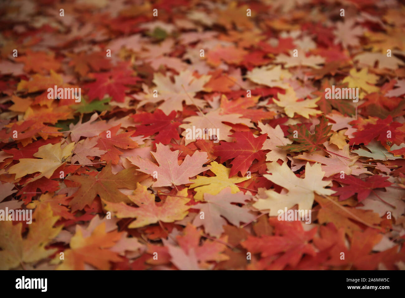Ahornblätter, die den Boden unter den Baum. Stockfoto