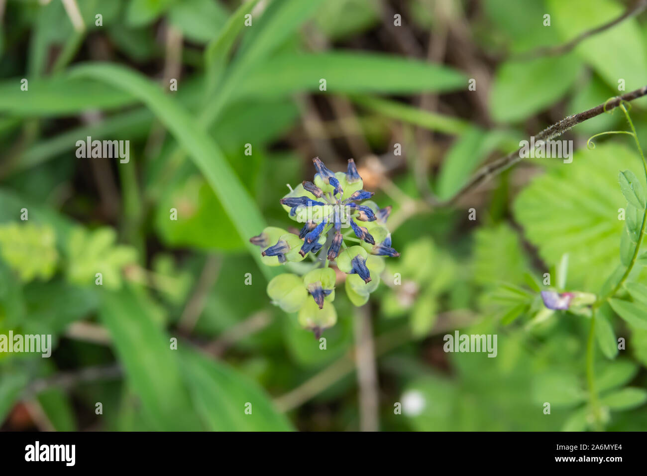 Traubenhyazinthen Früchte im Frühling Stockfoto