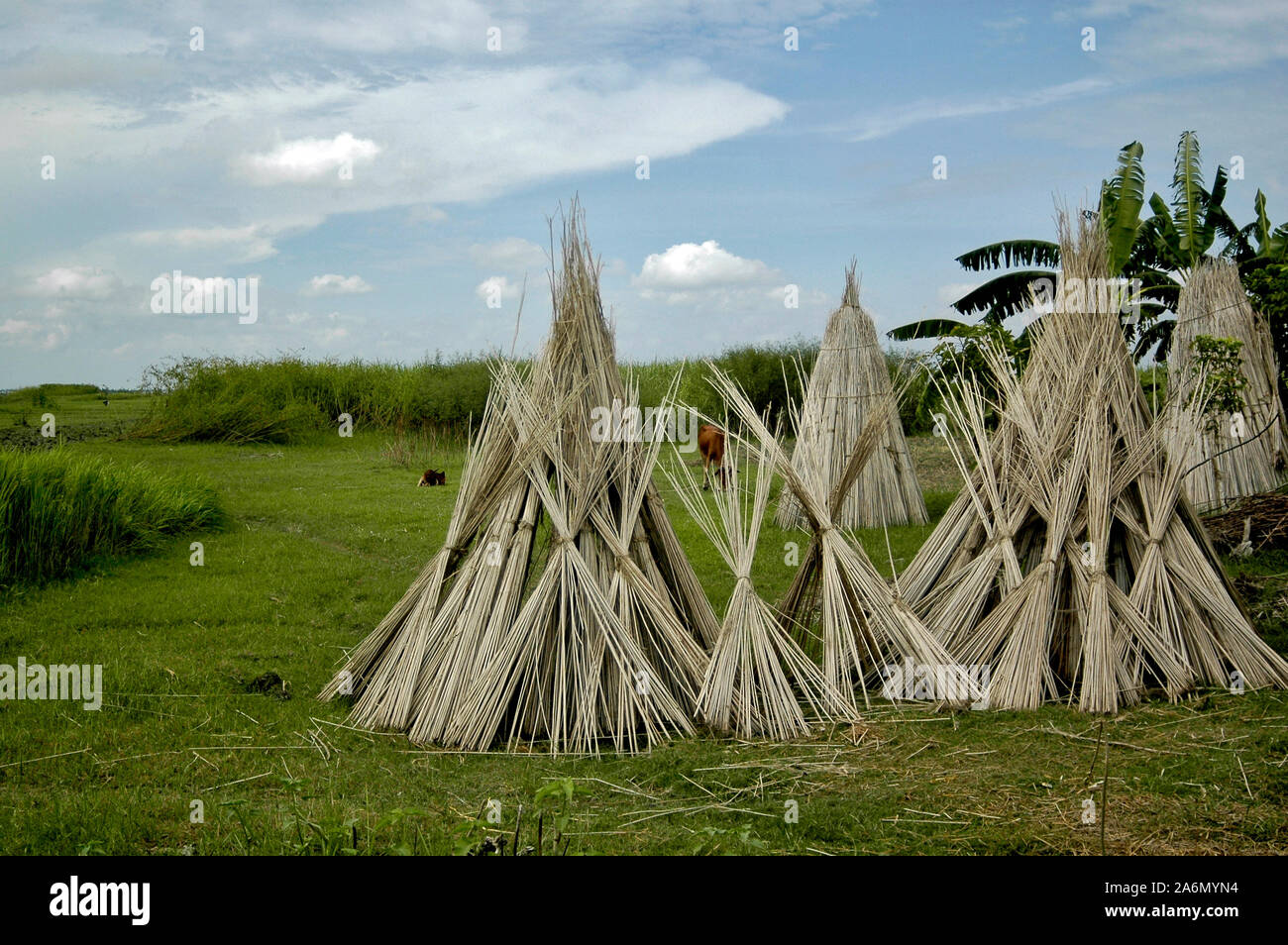Bundles aus Jute - Stiele werden dann in der Sonne trocknen lassen. Jute Stiele sind nicht nur für den Brennstoff, aber auch für Fechten und Dichtungsbahnen verwendet. Sirajganj, Bangladesch. Oktober 4, 2009. Stockfoto