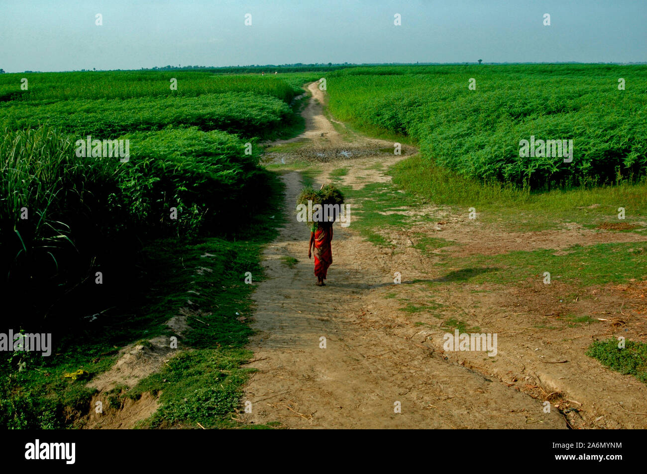Mit einer auf dem Kopf stack, eine Frau Spaziergänge entlang des Flusses Padma während der trockenen Jahreszeit. Rajshahi, Bangladesch. Juni 27, 2009. Stockfoto