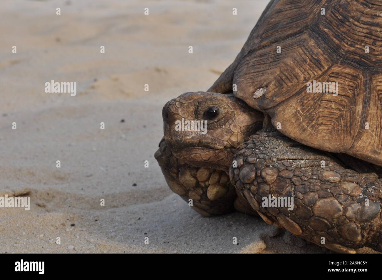 Eine Schildkröte fährt über den weißen Sandstrand in der Sonne des Nachmittags. 25/02/09. Südafrika. Stockfoto