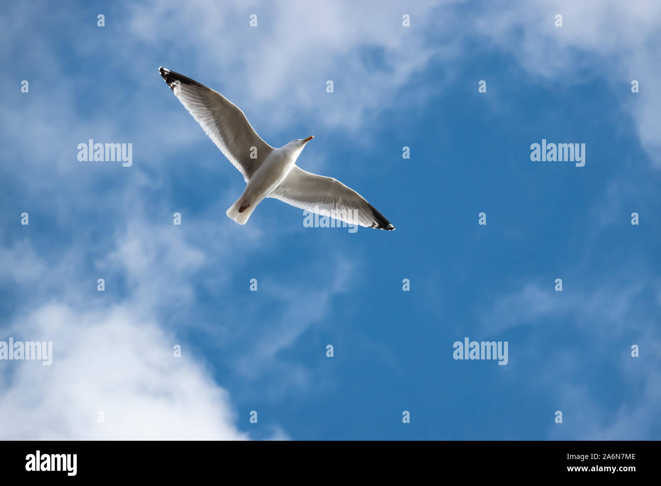 Möwe im Flug im Winter Stockfoto