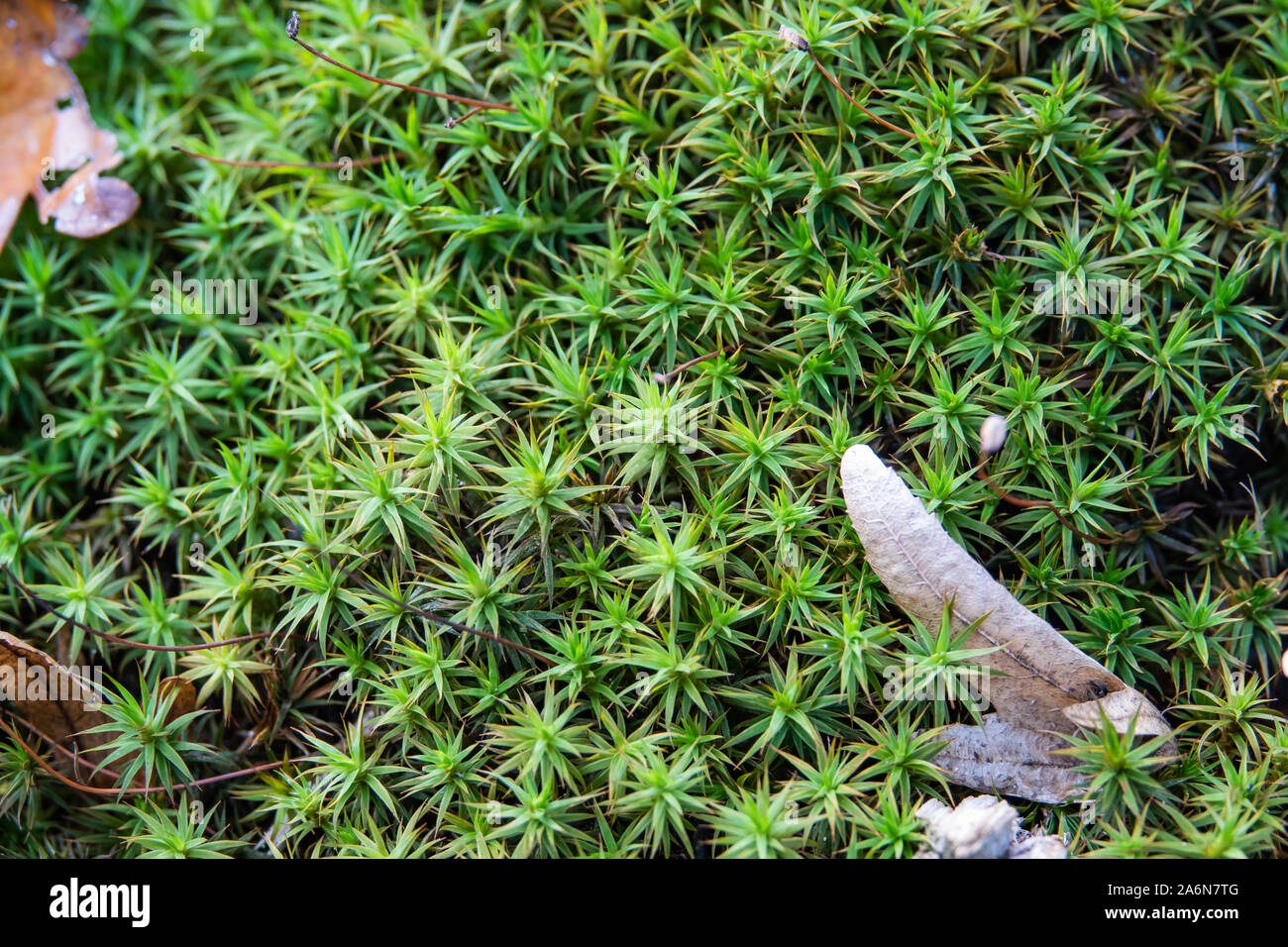 Haircap Moss im Herbst Stockfoto